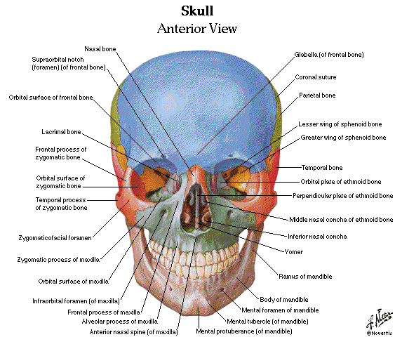 Anatomy back of head neck